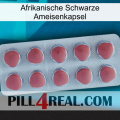 Africa Black Ant Capsule 18